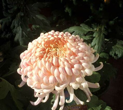菊花 單子葉